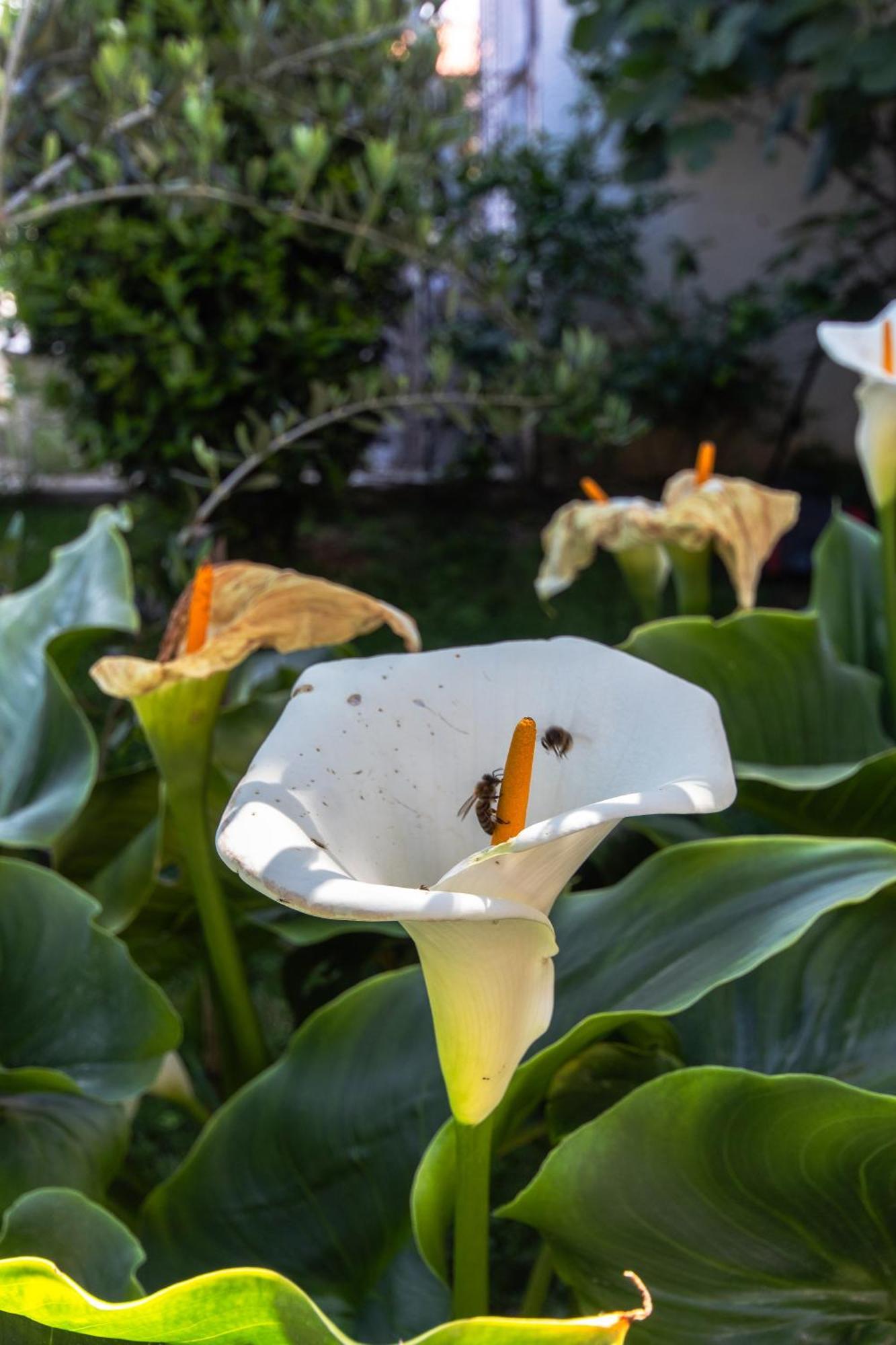 Marjan Hill 3-Br Apt,5 Guests Private Garden Near Beach Split Exterior photo